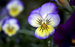 蝴蝶花