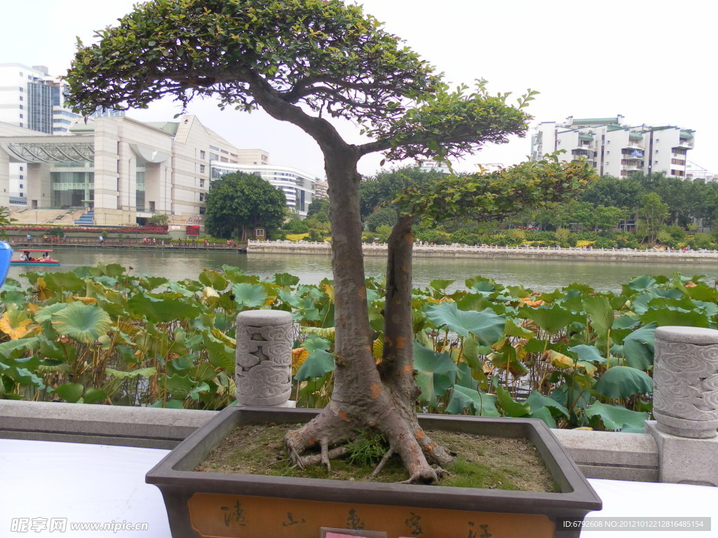花卉展摄影图