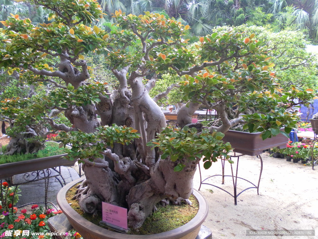 花卉展览 版纳风情