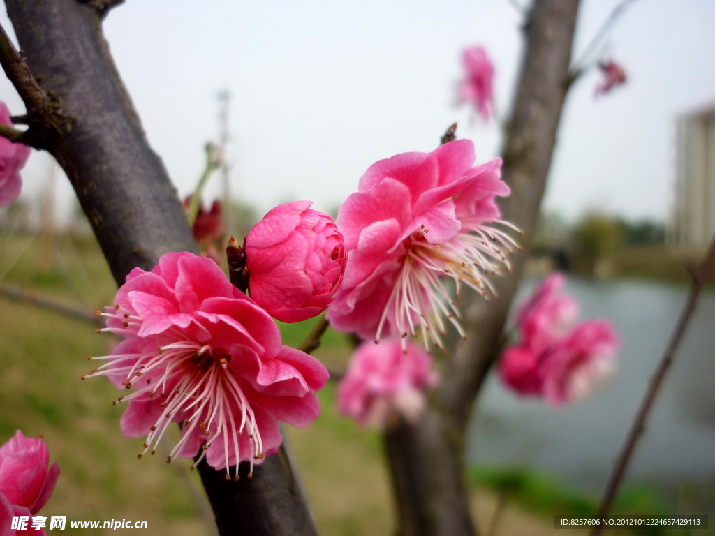 梅花