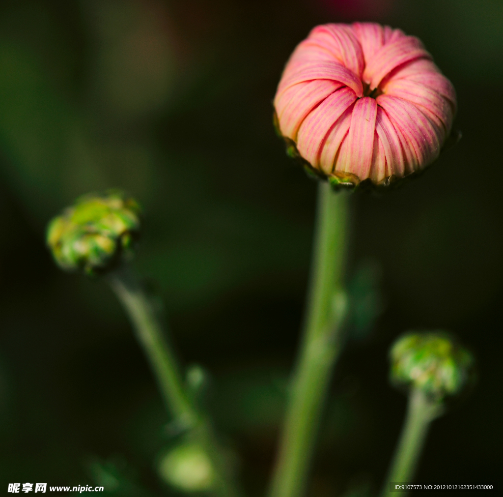 花苞