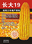玉米种子