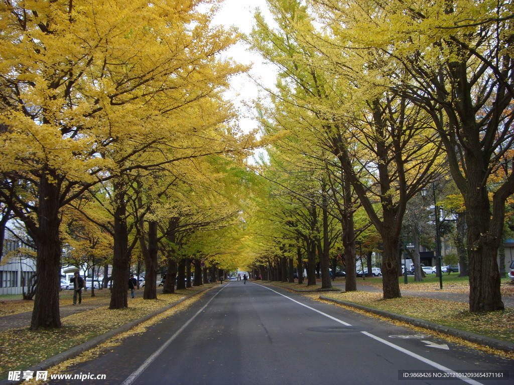 北海道札幌公路风景