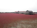 红海滩