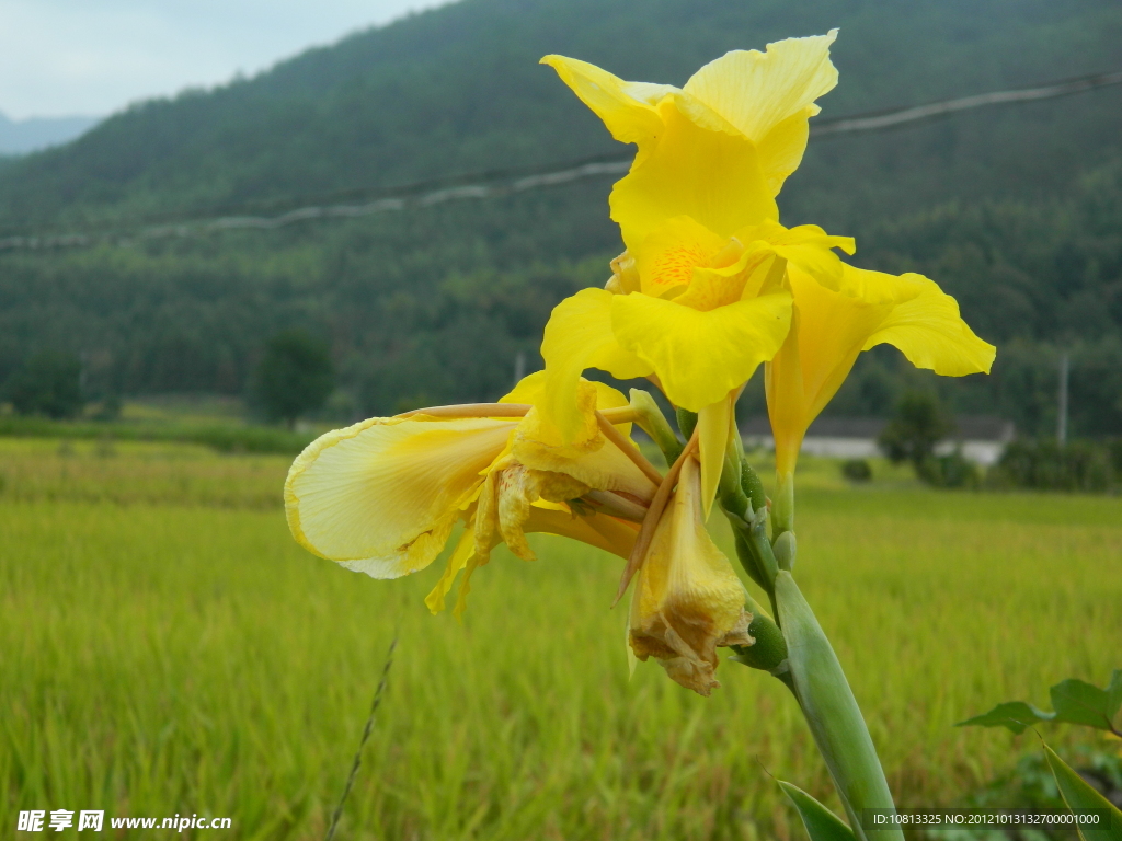 麦田 黄花