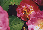 蜂花
