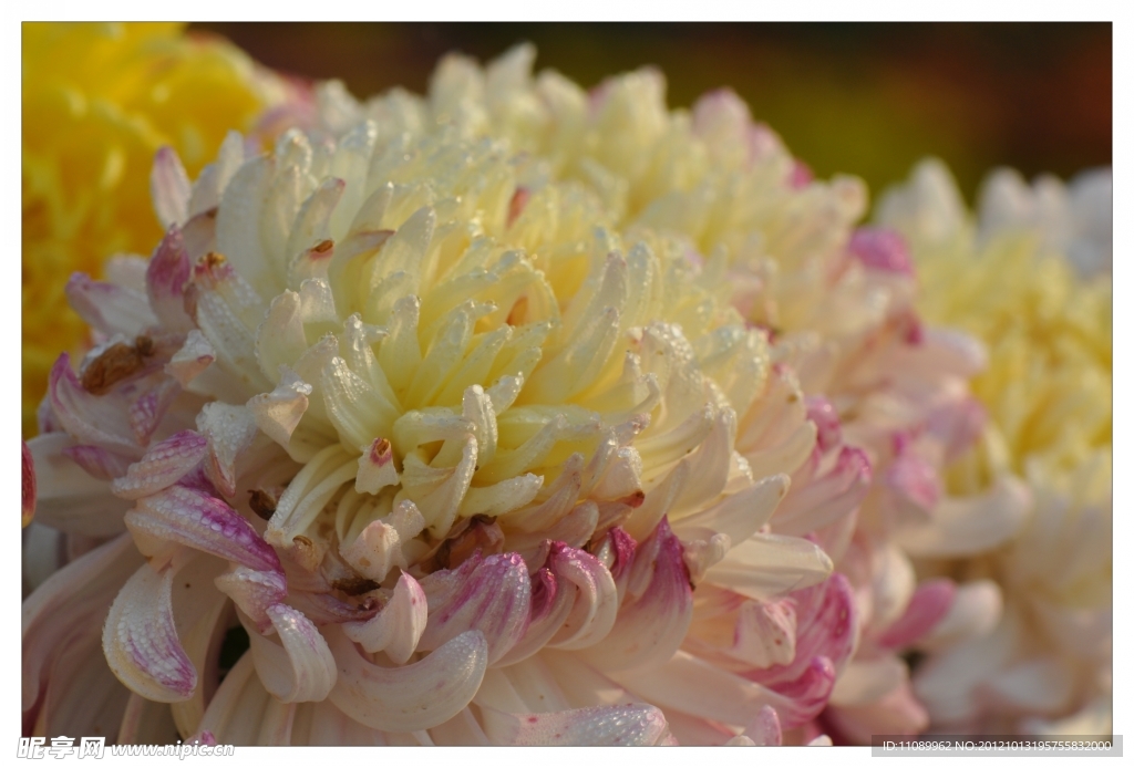 菊花