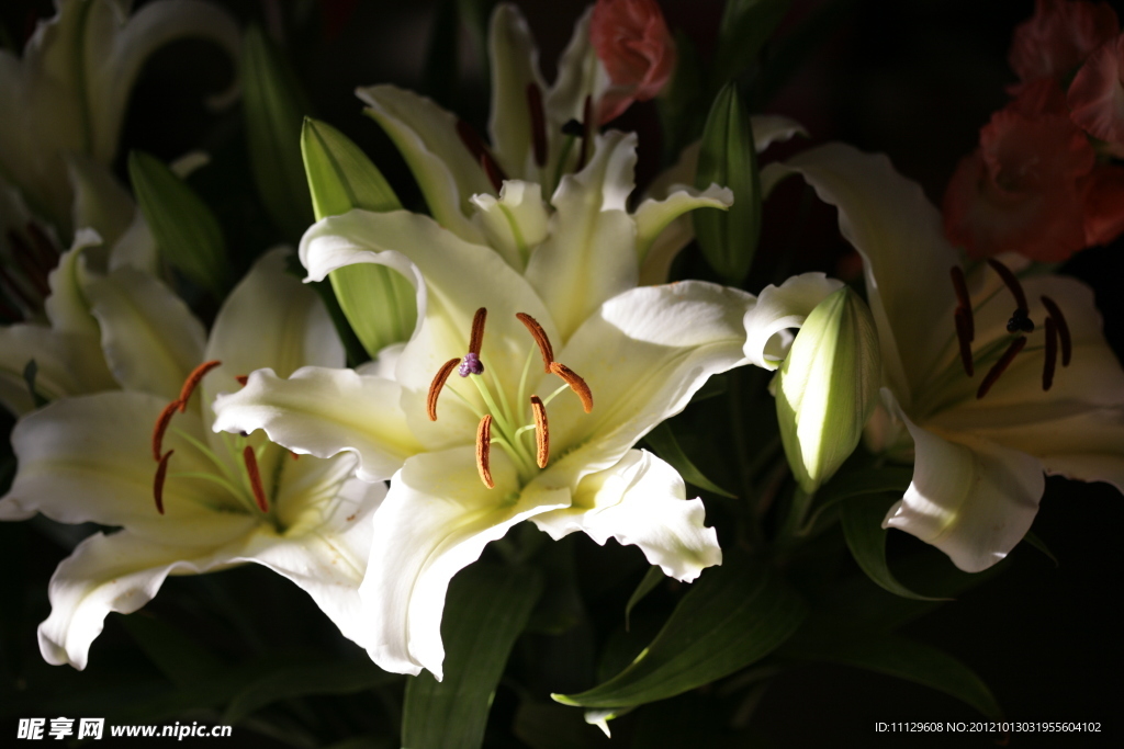百合花