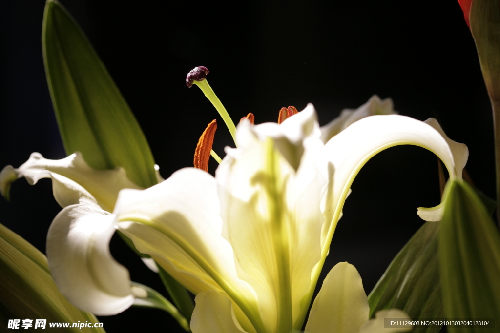 百合花