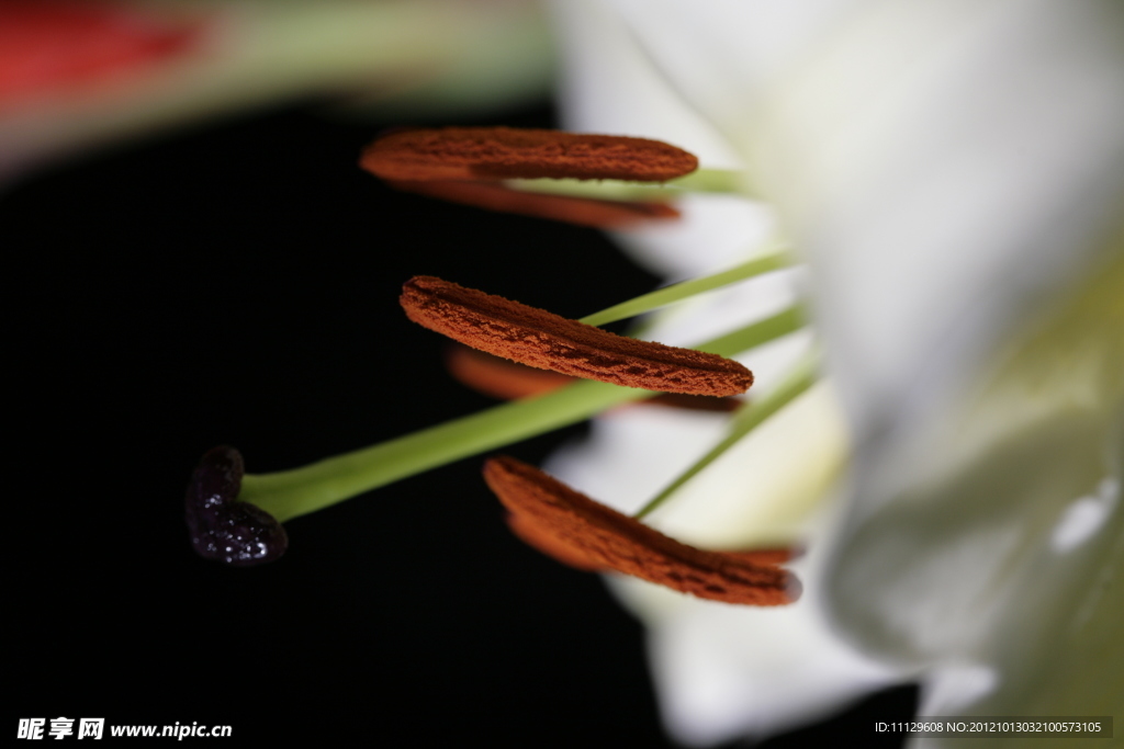 百合花