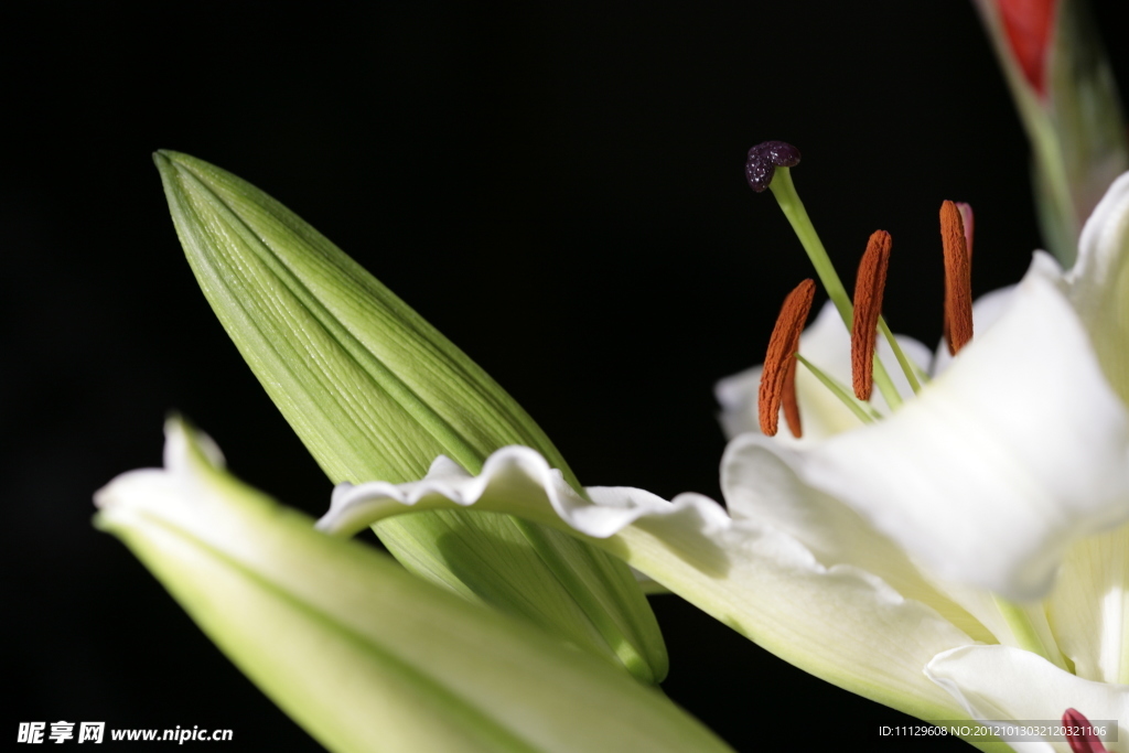 百合花