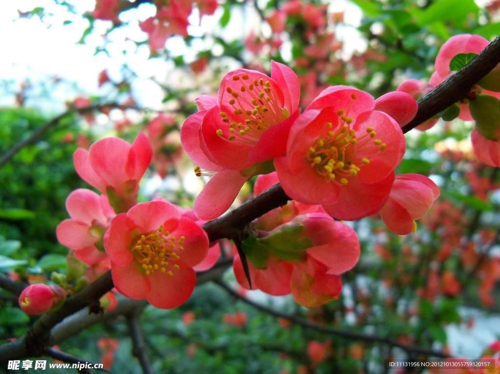 桃花