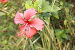 红花
