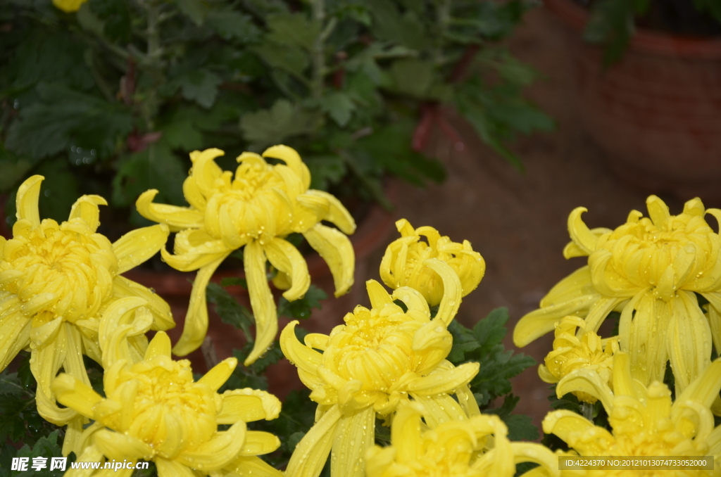 菊花