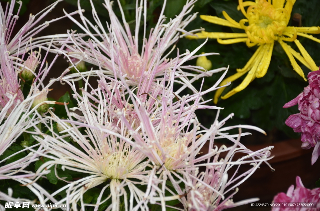 菊花