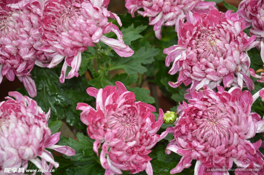 菊花