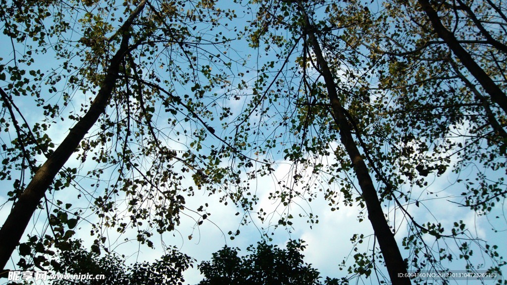 树林