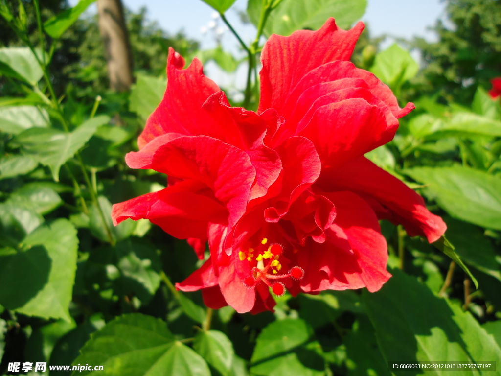 扶桑花