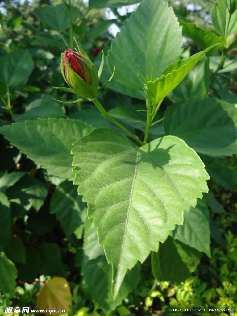 扶桑花