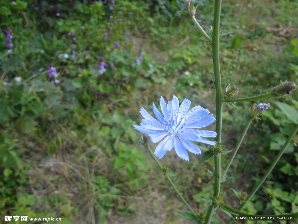 苦菜花