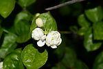 茉莉花