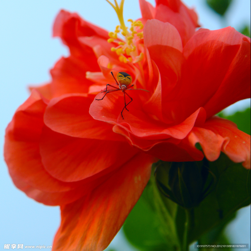 鲜花