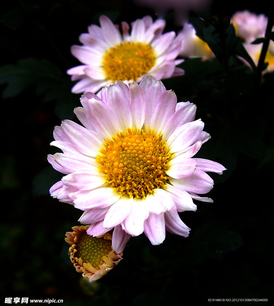 小菊花