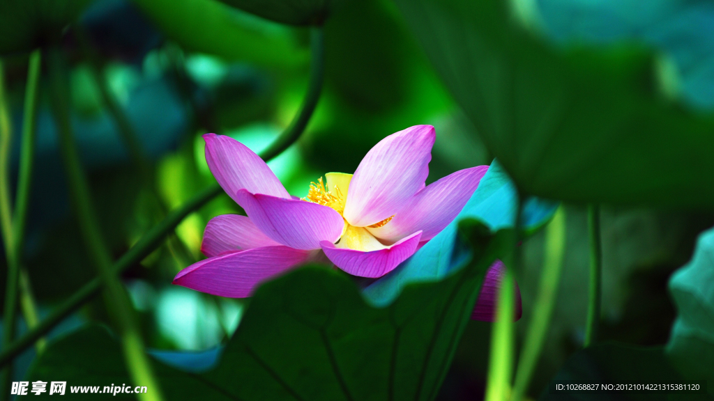 花叶相依
