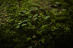 苔藓