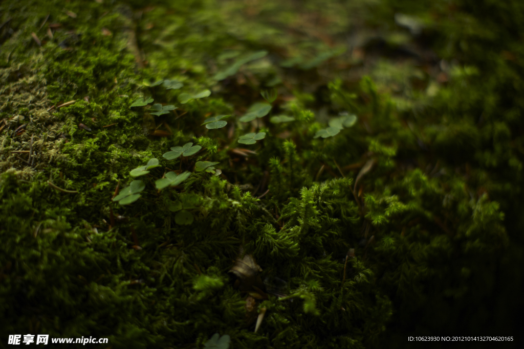 苔藓
