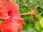 花卉