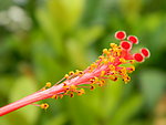 花卉