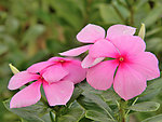 花卉