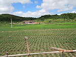田园风光