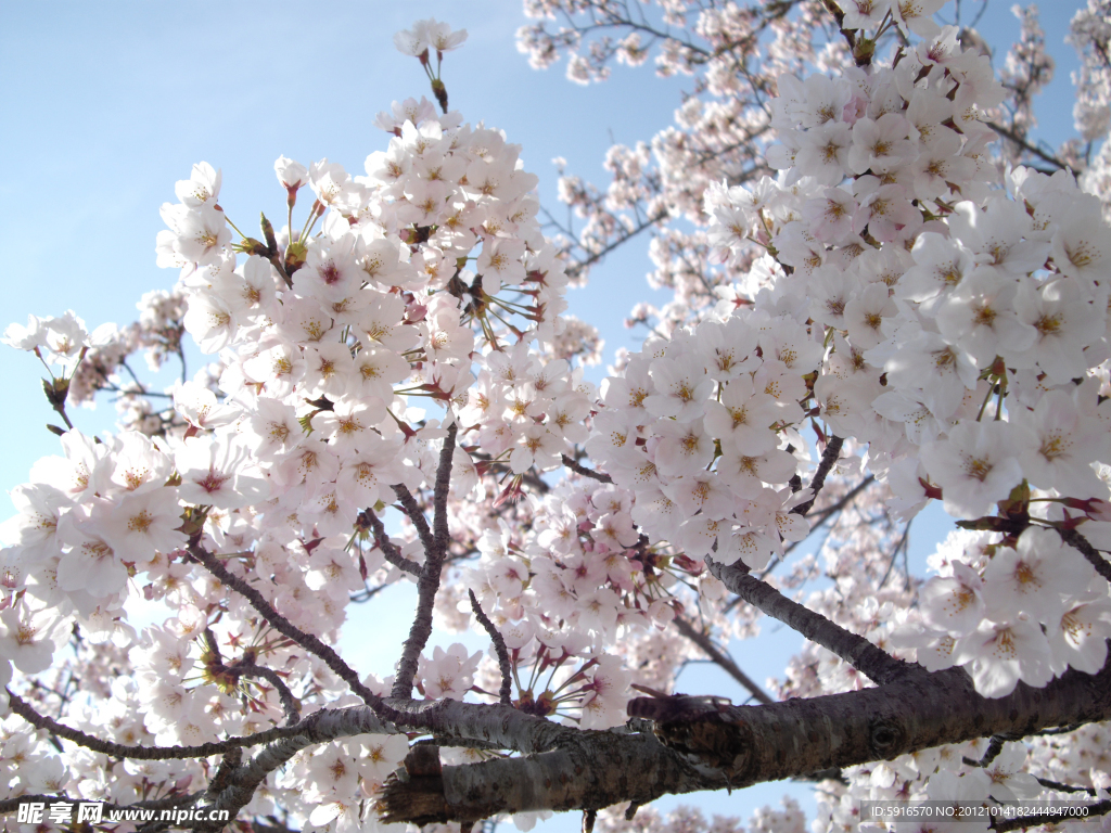 桃花