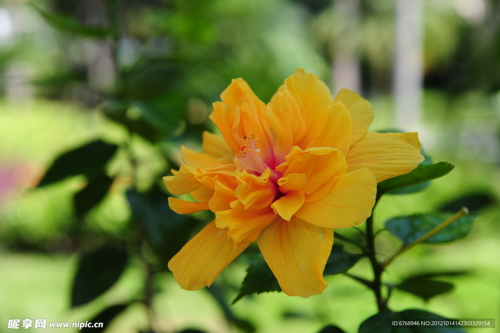扶桑花