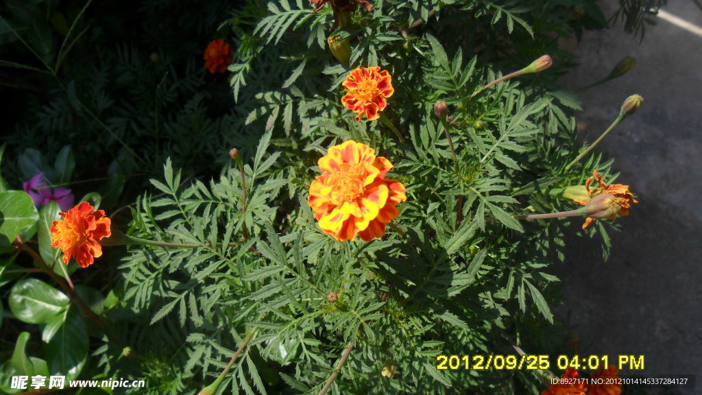 孔雀草