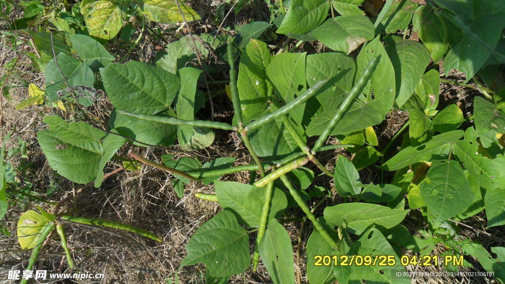 豆荚