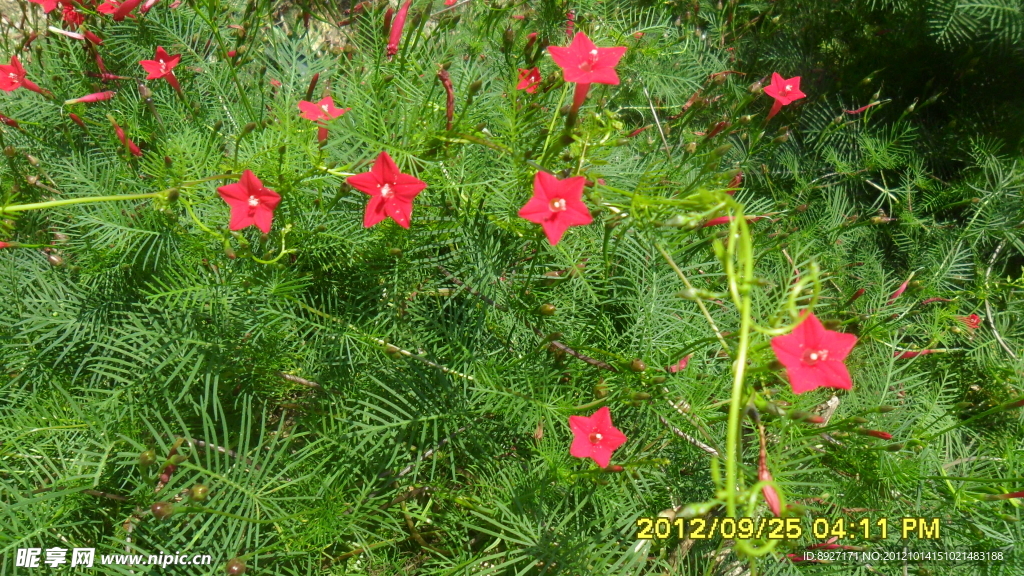 红星花