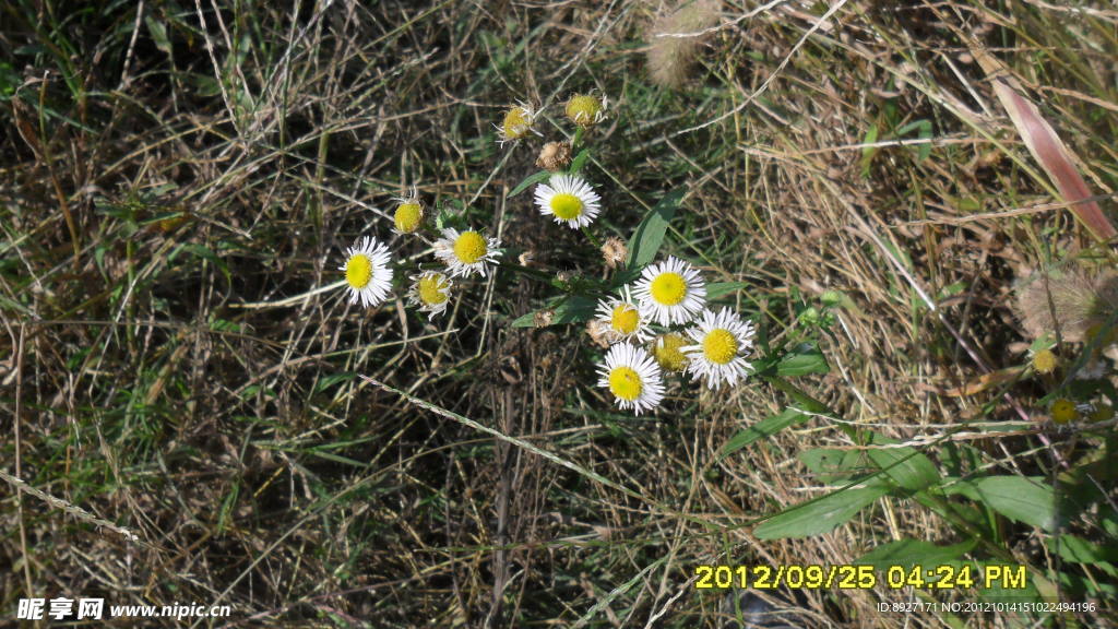 白花