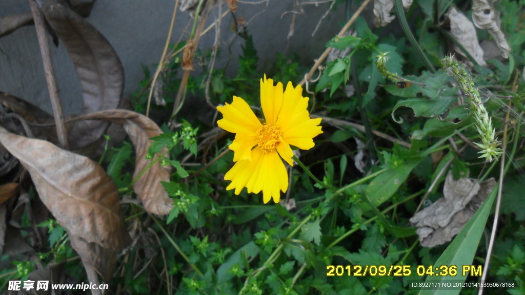 黄花