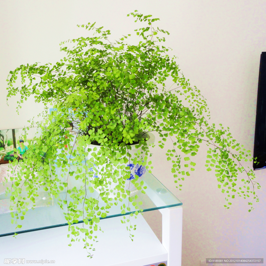 家居花草