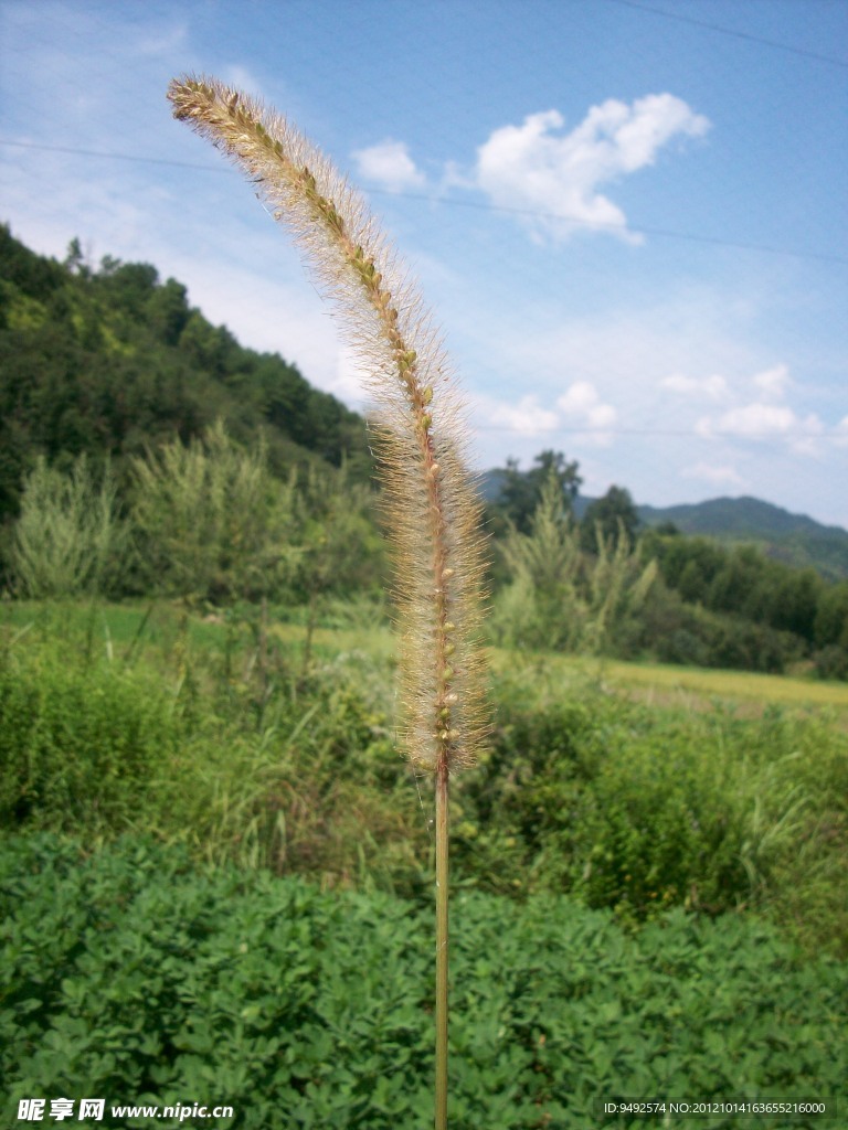 狗尾巴花