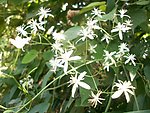 小野花