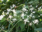 小白花