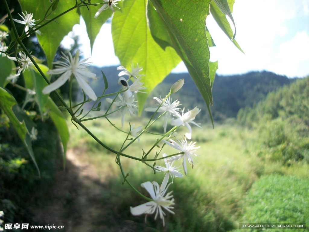 小白花