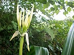 白勺花苞