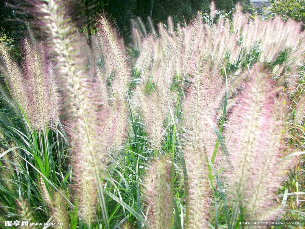 狗尾巴草