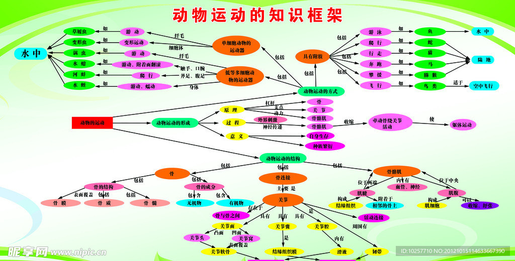 动物运动的知识框架