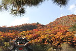 红叶满山